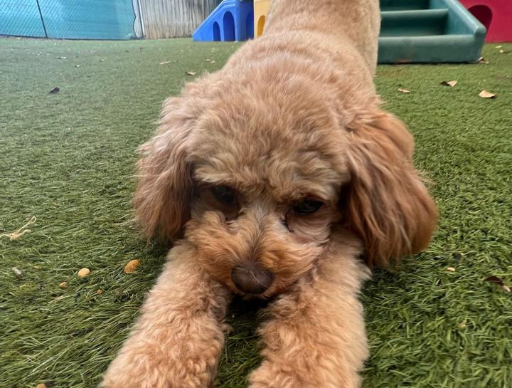 $city Doggie Daycare