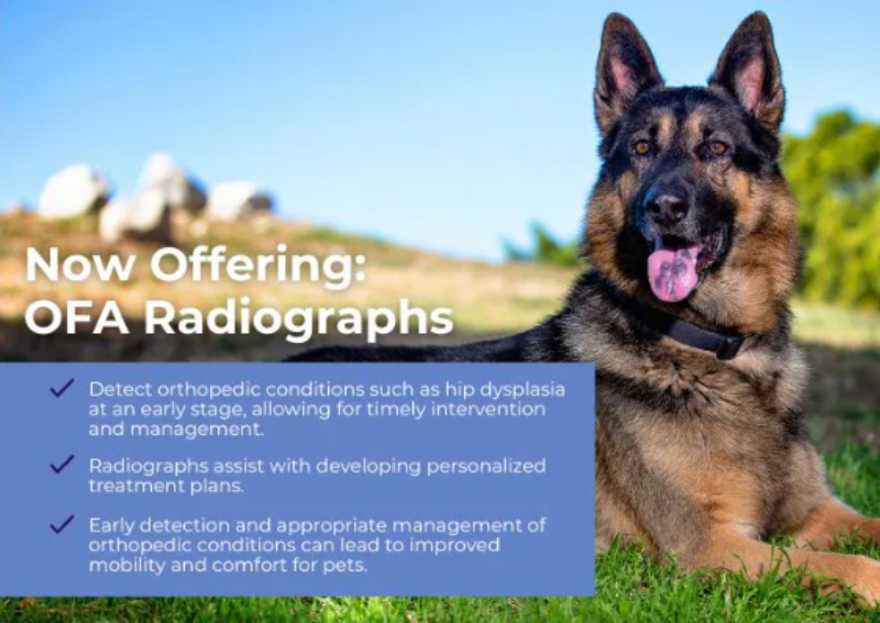 Carousel Slide 1: Now offering OFA Radiographs! Essential for diagnosing orthopedic health